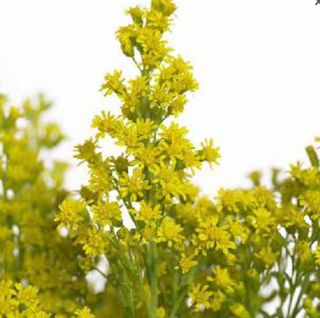Solidago