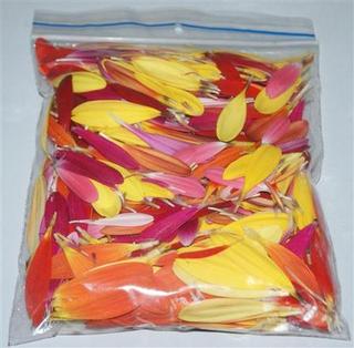 Gerbera Petals