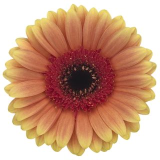 S - Julia