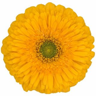 S - Honeyball