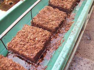 Coconut fibre