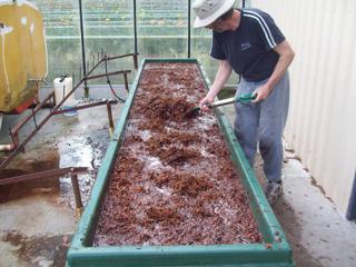 Coconut fibre