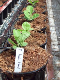 New gerbera plants