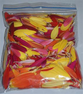 Gerbera petals