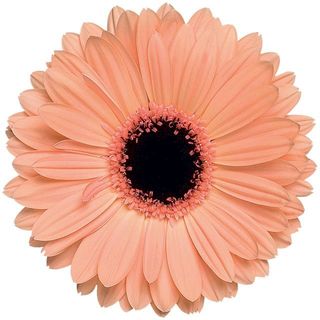 Alma