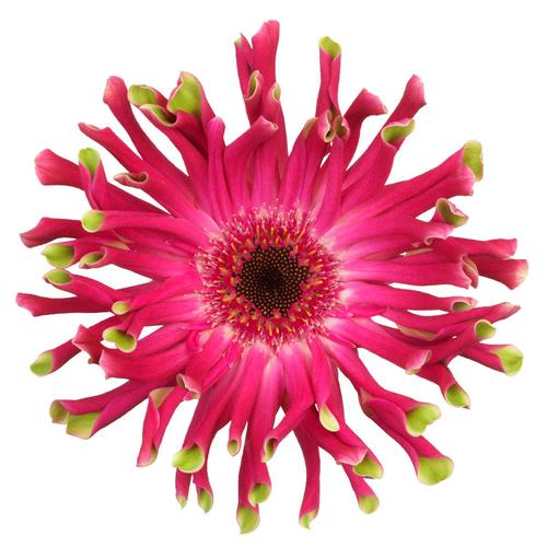 Andria - Pomponi & Pastini Gerbera - PlentyFlora Gerbera Flowers Grower