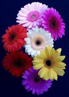 Mini Gerberas (diameter 6-8cm)