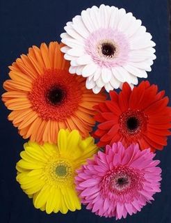 gerbera-flower