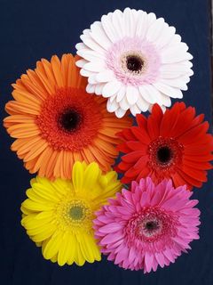 Rainbow Standard Gerberas