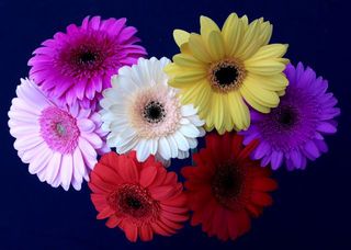 Rainbow Mini Gerberas