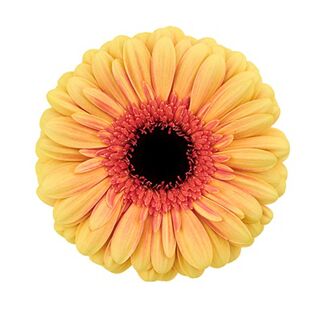 S - Everglow