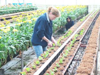 Planting